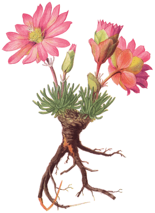 Bitterroot plant, from its pink flowers down to its roots